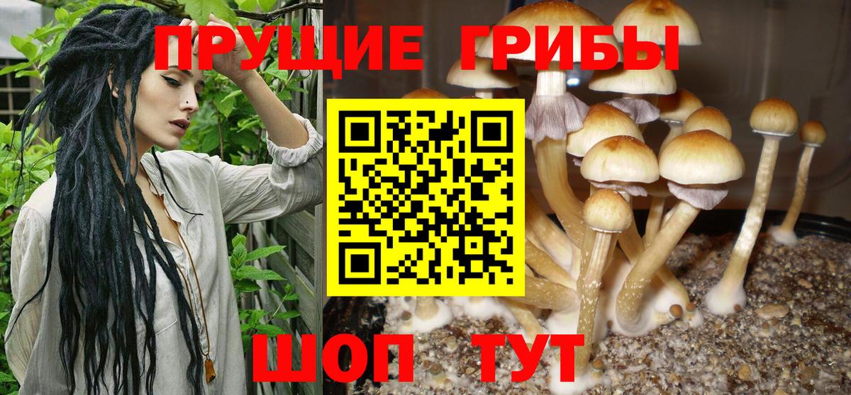 Галлюциногенные грибы Psilocybine cubensis Красноуфимск